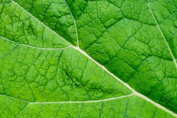 Naklejka na ściany i meble Vibrant green leaf macro. Close up 