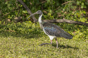 Fototapeta premium Straw-necked Ibis in Queensland Australia