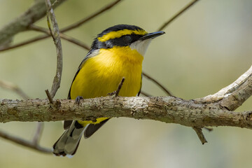 Yellow-breasted Boatbill in Queensland Australia
