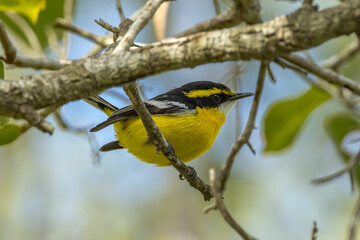 Yellow-breasted Boatbill in Queensland Australia