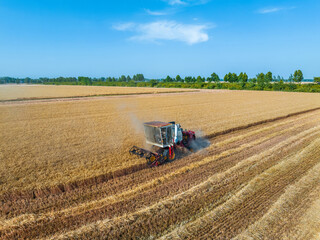 Harvesters work on the farm. Combine harvester agricultural machine is harvesting golden ripe wheat field. Agricultural scene. Aerial view from above.