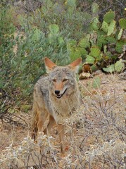  a coyote amongst prickly pear cacti in the tucson mounatin district of saguaro national park, near tucson, arizona