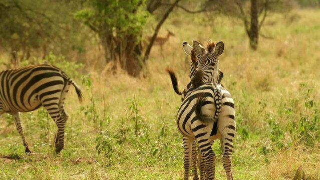 Happy and joyful Two zebras in love stand embracing putting their heads on each other's backs and joyfully waving their tails in the wild nature of the African savannah