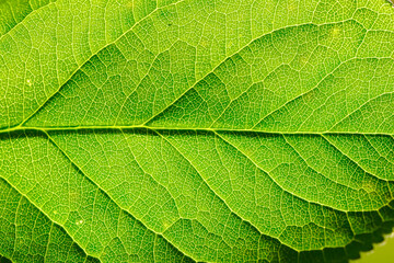 green leaf texture