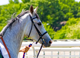 Arabian gray horse.