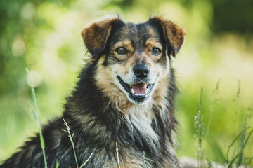 A happy dog ​​poses in the grass
