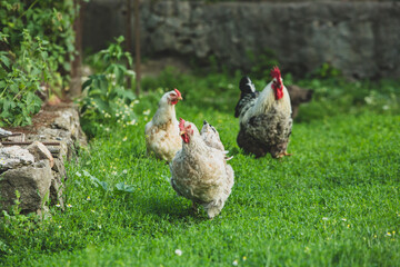 Some beautiful chickens are walking around the yard in the country with green grass