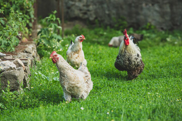 Some beautiful chickens are walking around the yard in the country with green grass