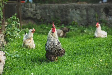 Some beautiful chickens are walking around the yard in the country with green grass
