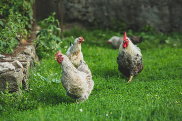 Some beautiful chickens are walking around the yard in the country with green grass