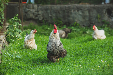 Some beautiful chickens are walking around the yard in the country with green grass