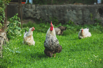 Some beautiful chickens are walking around the yard in the country with green grass