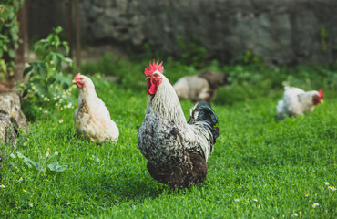 Some beautiful chickens are walking around the yard in the country with green grass