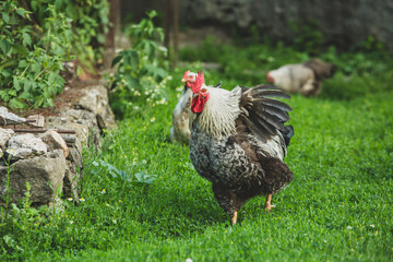 Some beautiful chickens are walking around the yard in the country with green grass