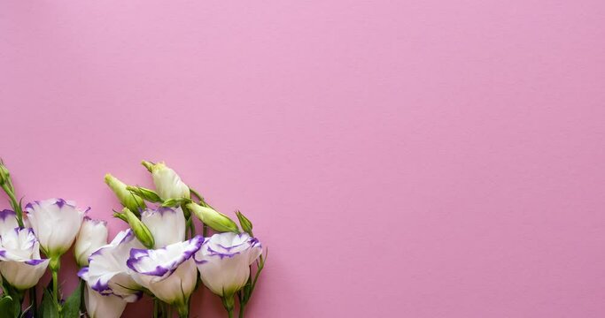Background with flowers and place for text. White-purple eustoma on a pink background. Looped 4K stop motion animation