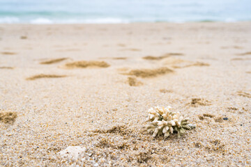 Coral reef at sea shore, A white sands beach Thailand.
