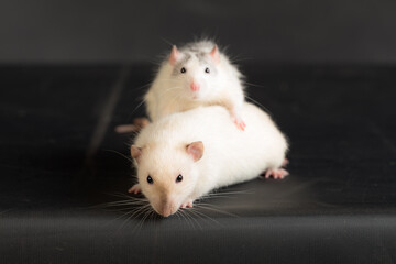 two rats on a black background