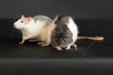 domestic rats on a black background