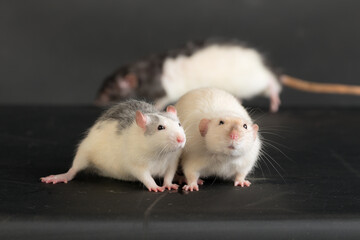 domestic rats on a black background