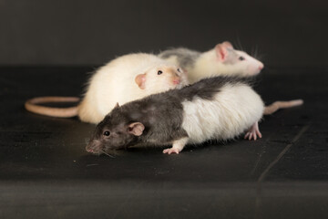 domestic rats closeup