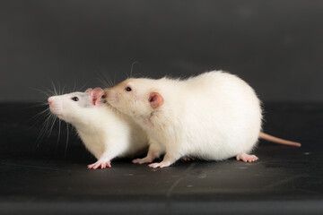two domestic rats closeup