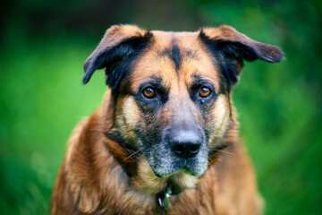Sad and lonely senior dog looking at camera