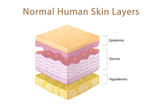 Normal Human Skin Split Layers Isometric Cube