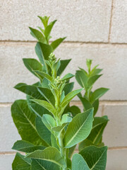 Flowering lettuce. Lettuce spikes blooming, with clusters of green buds at the top.