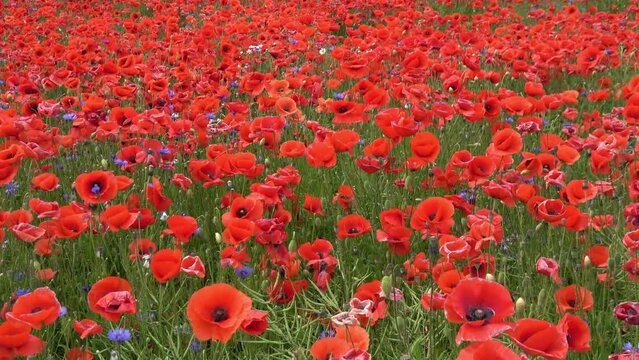ein Feld mit bl&uuml;hendem Mohn und Kornblumen