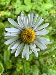 Fototapeta premium white daisy flower