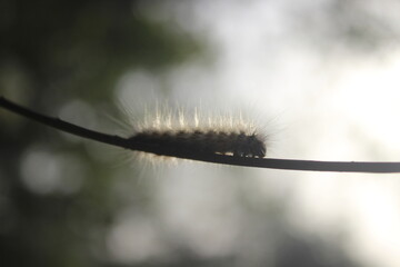 caterpillar on a branch