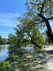 tree on the river