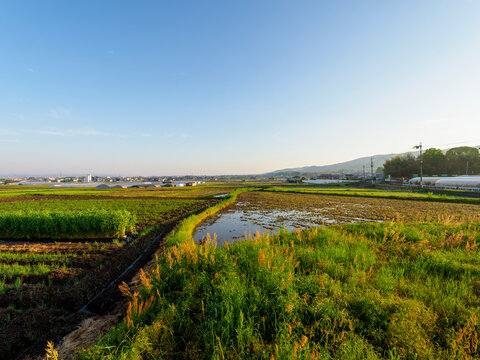 奈良盆地の田畑の風景 © しょこまろん