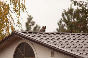 Gray cat sits on roof on summer day..