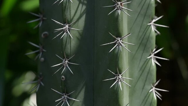 green cactus plant with sunny in the morning scene