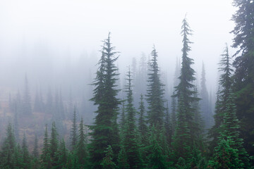 Misty natural scene of pine woodland during winter season.