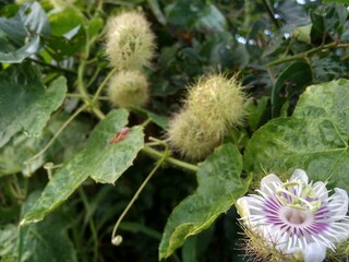 beautiful wild flowers side view