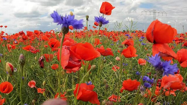 durch Feld mit bl&uuml;hendem Mohn und Kornblumen gefilmt