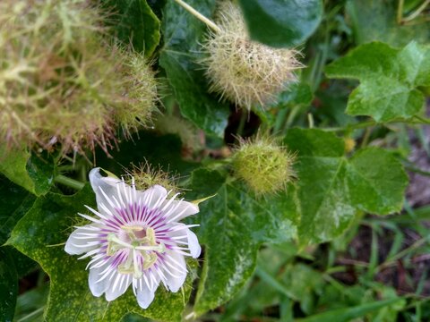 Beautiful Wild White Flowers Seen From Above