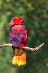 Red parrot Eclectus sitting on a branch