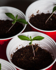Cannabis plants young seedlings and marijuana clones 