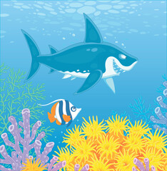 Funny great white shark swimming in blue water of an atoll in a southern sea and a small striped butterfly fish hiding among amazing colorful corals of a tropical reef, vector cartoon illustration