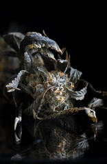 Cannabis untrimmed dried buds and flowers