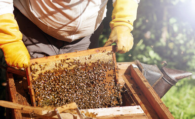The beekeeper removes the honeycomb from the hive.  Farmer in bee costume working with bread rolls...