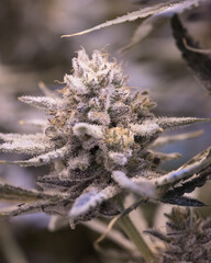 Cannabis fresh plants and flowers and buds