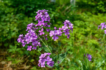 Purple flowers Hesperis matronalis