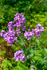 Purple flowers Hesperis matronalis
