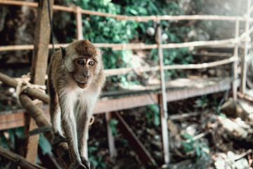Mono salvaje caminando por barandas de un sendero turístico