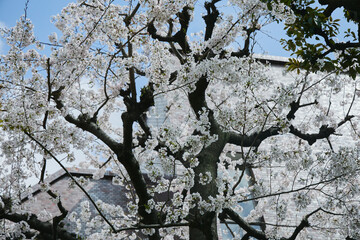 日本 桜