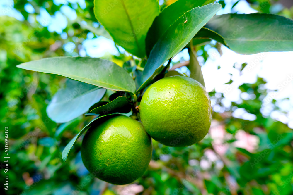 Wall mural lime fruit (citrus × aurantiifolia)